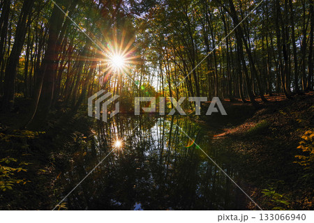 秋の美人林 133066940