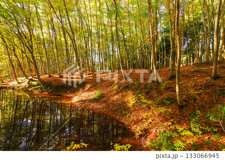 秋の美人林 133066945