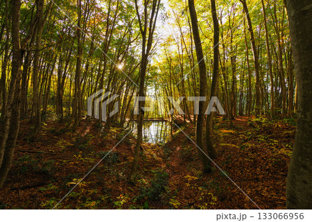 秋の美人林 133066956