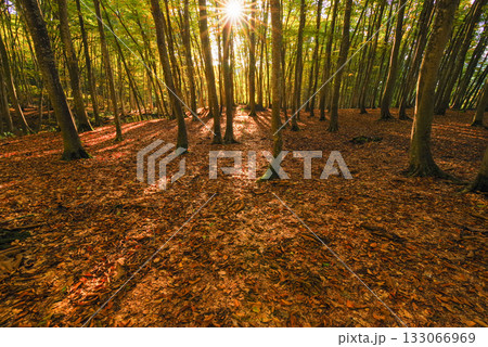 秋の美人林 秋の美人林 133066969