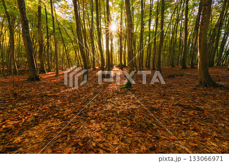 秋の美人林 133066971