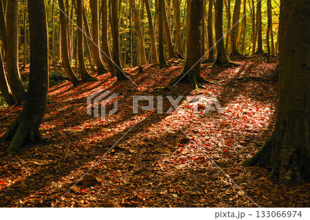 秋の美人林 133066974