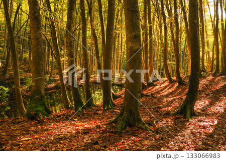 秋の美人林 133066983