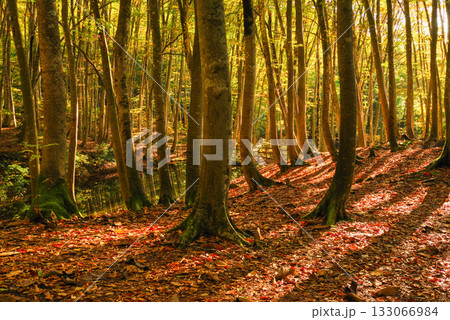 秋の美人林 133066984