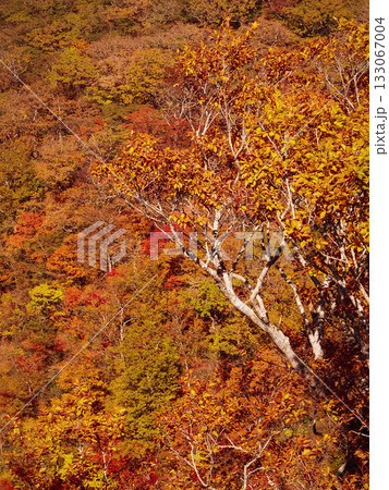 那須高原の紅葉 那須高原の紅葉 133067004