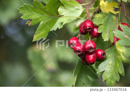 Close-up of vibrant red hawthorn berries on a branch with green leaves. Close-up of vibrant red hawthorn berries on a branch with green leaves. 133067016
