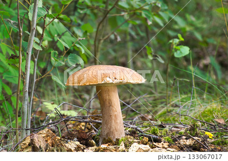 Birch bolete mushroom growing in a forest setting with green foliage Birch bolete mushroom growing in a forest setting with green foliage 133067017