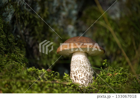 Birch bolete mushroom growing in a forest environment with moss 133067018