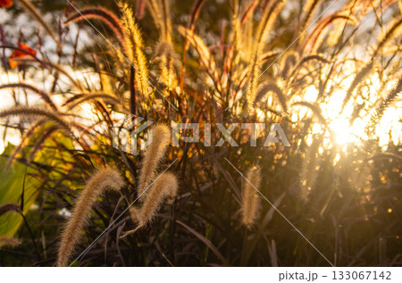 栃木県那須塩原市 那須野が原公園 栃木県那須塩原市 那須野が原公園 133067142