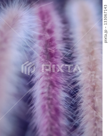 栃木県那須塩原市 那須野が原公園 133067143