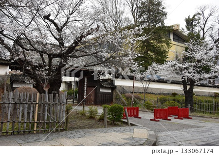 上田市　上田藩主屋敷門と満開桜 133067174