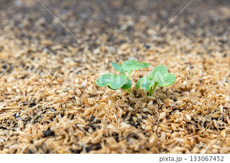 秋蒔きの大根の新芽 秋蒔きの大根の新芽 133067452