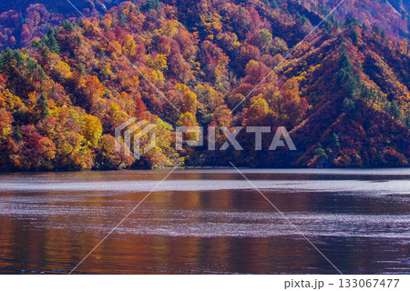 奥只見湖の紅葉 133067477