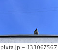 Bird in the rooftop with a blue sky 133067567