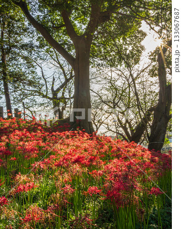 埼玉県幸手市 権現堂公園 埼玉県幸手市 権現堂公園 133067687