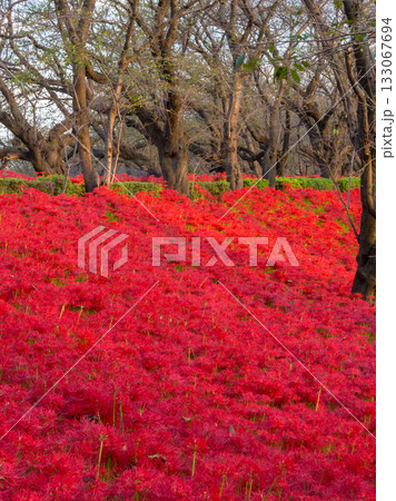 埼玉県幸手市　権現堂公園 133067694