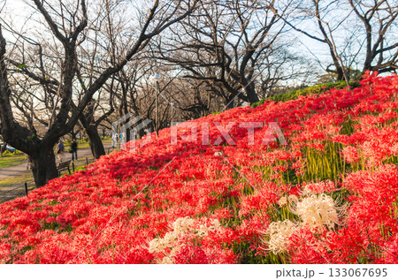 埼玉県幸手市 権現堂公園 埼玉県幸手市 権現堂公園 133067695