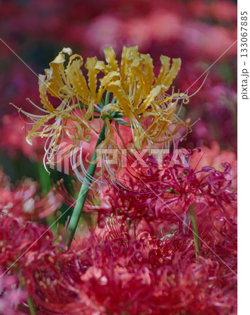 栃木県茂木町　城山公園 133067885