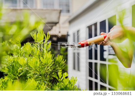 Gardener woman worker trimming bushes with steel hedge shears in garden. 133068681