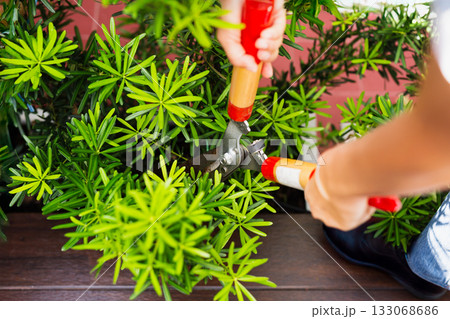 Gardener woman worker trimming bushes with steel hedge shears in garden. 133068686