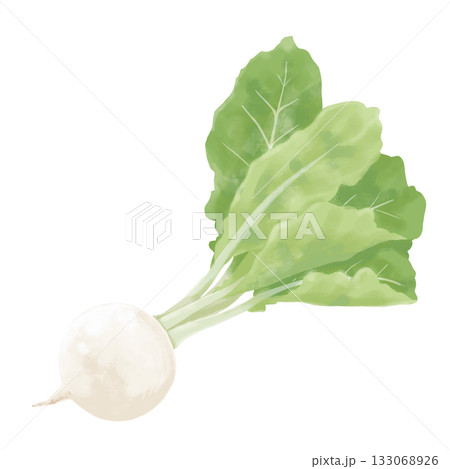 かぶのイラスト 133068926