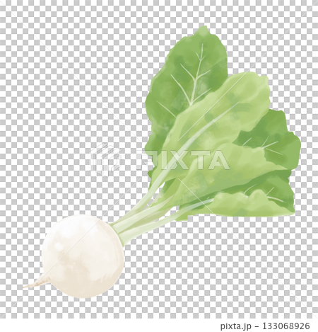 かぶのイラスト 133068926