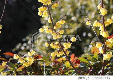 ロウバイは冬を彩る数少ない花 ロウバイは冬を彩る数少ない花 133069515