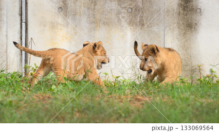 駆け回るライオンの子ら 133069564