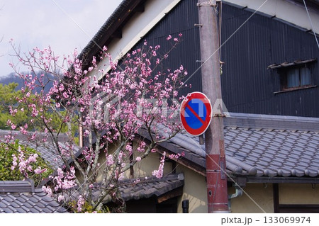 梅の花 梅の花 133069974