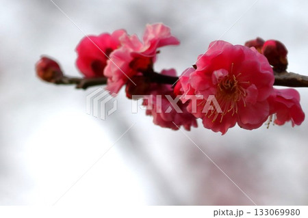 梅のアップ 133069980