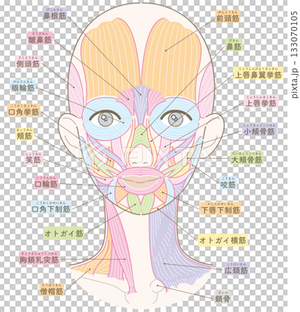 Muscles around the face and neck (no hairstyle/skin color version/colored name) Muscles around the face and neck (no hairstyle/skin color version/colored name) 133070105