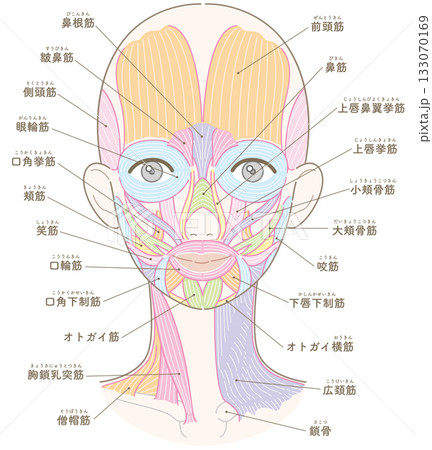 顔と首周りの筋肉髪型なし(髪型なし/肌色バージョン/名称あり) 顔と首周りの筋肉髪型なし(髪型なし/肌色バージョン/名称あり) 133070169