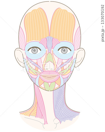 顔と首周りの筋肉(髪型なし/肌色バージョン/名称なし) 顔と首周りの筋肉(髪型なし/肌色バージョン/名称なし) 133070192