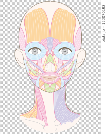 顔と首周りの筋肉(髪型なし/肌色バージョン/名称なし) 顔と首周りの筋肉(髪型なし/肌色バージョン/名称なし) 133070192