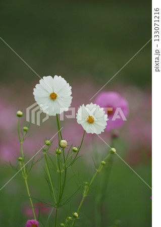 白いコスモスの花 133071216