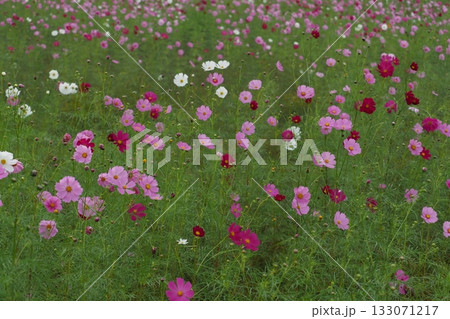 風に揺れるコスモスの花 133071217