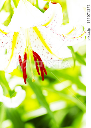 白い百合の花 133071371