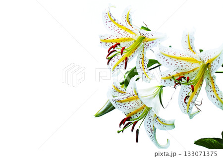 白い百合の花 133071375