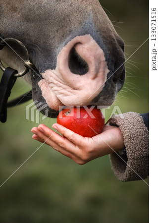 Horse eating red apple from person hand in shearling sleeve. close-up of muzzle with halter. A close-up, therapeutic scene of human-animal connection, suggestive of energy work like reiki Horse eating red apple from person hand in shearling sleeve. close-up of muzzle with halter. A close-up, therapeutic scene of human-animal connection, suggestive of energy work like reiki 133071516