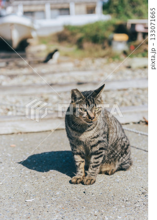 漁港で日差しを浴びるキジトラ猫の姿 漁港で日差しを浴びるキジトラ猫の姿 133071665