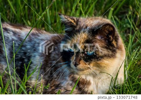 Calico cat with blue eyes in a garden 133071748