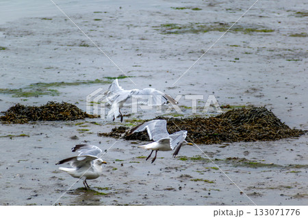 Seaside landscape in Armor Coast, Brittany in France 133071776