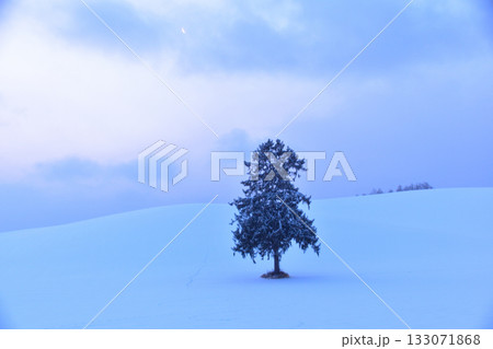 美瑛町　クリスマスツリーの木 133071868