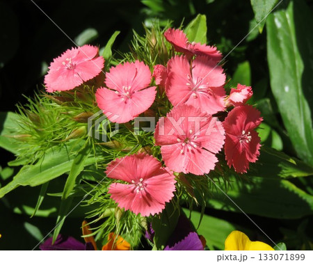蕾のある、ナデシコの花 133071899