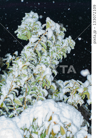 冬空に舞う雪 133072109