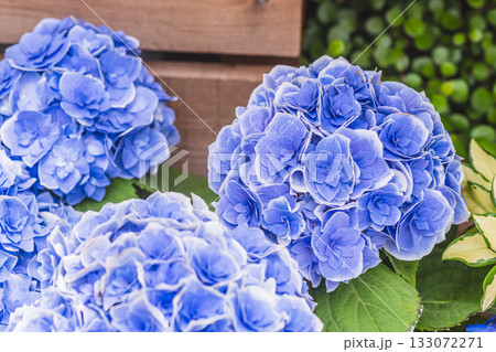 紫陽花 紫陽花 133072271