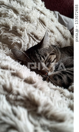 Cozy Cat Sleeping on Soft Blanket in Warm Home Environment Cozy Cat Sleeping on Soft Blanket in Warm Home Environment 133072688