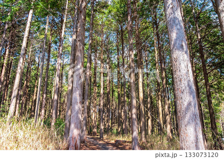 ヒノキの森 ヒノキの森 133073120