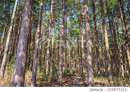 ヒノキの森 133073122
