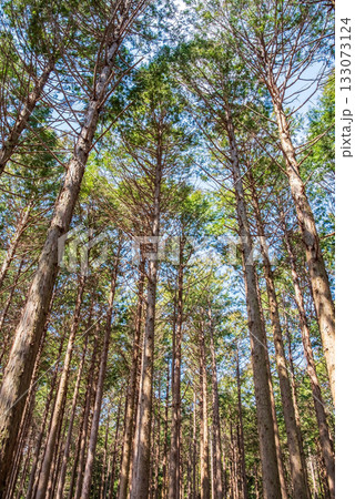 ヒノキの森 133073124